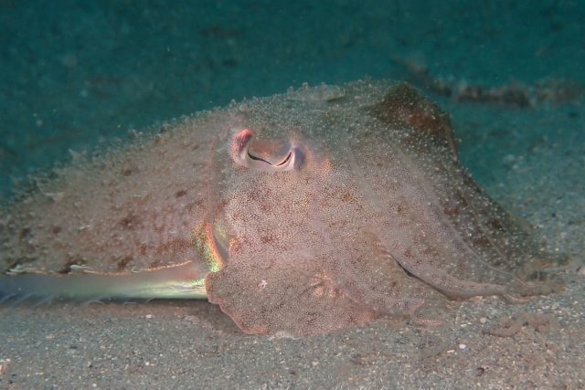 Kisslip cuttlefish obesrved with the diving in Uchiura beach