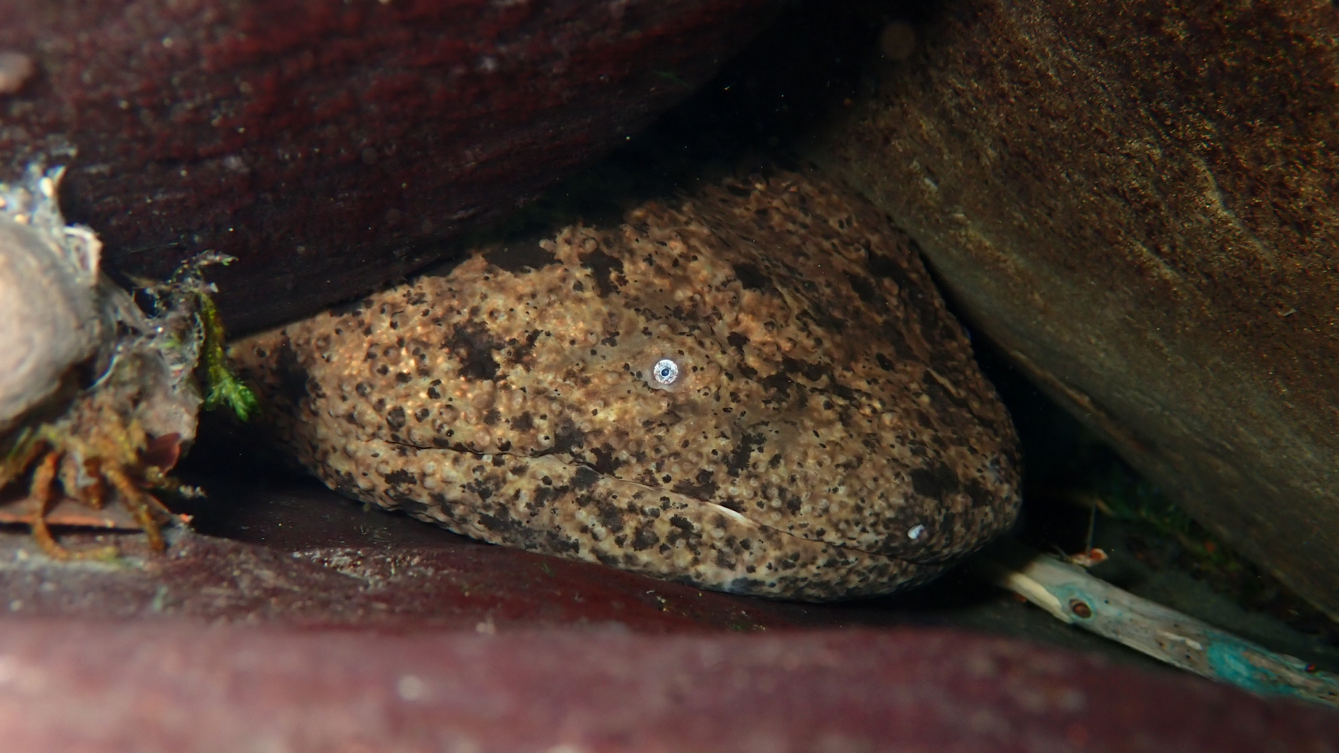 Japanese Giant Salamander river diving in the Koza River