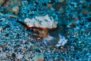 Sea moth observed with the diving in Kushimoto