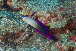 Purple firegoby observed with the diving in Kushimoto