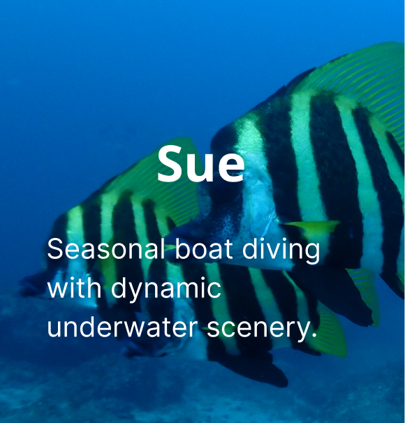 Sea and River Diving Options