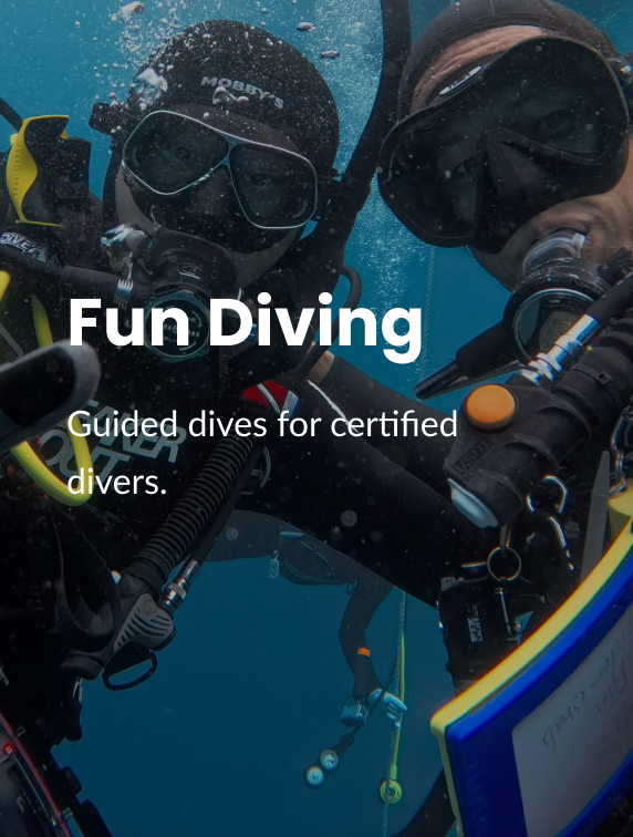 Fun Diving Guided dives for certified divers.