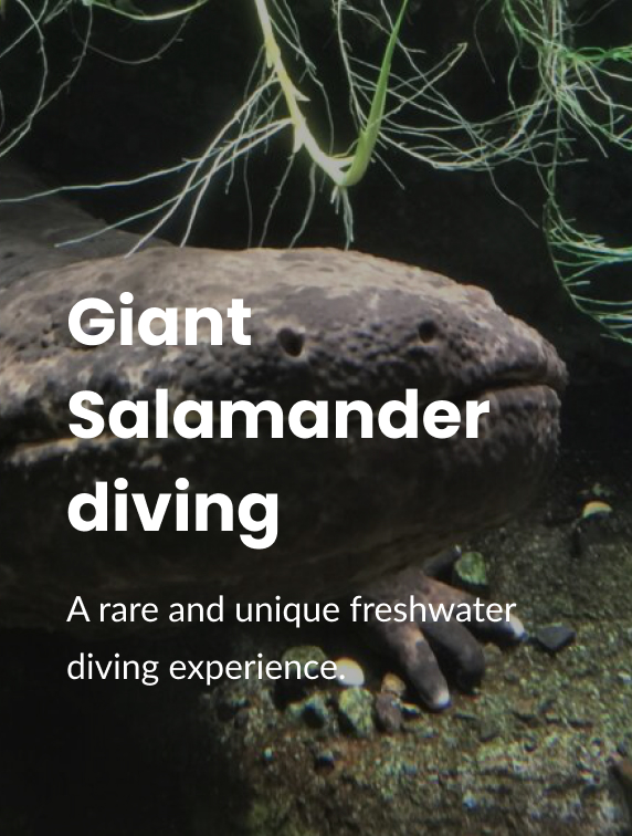 Giant Salamander diving A rare and unique freshwater diving experience.