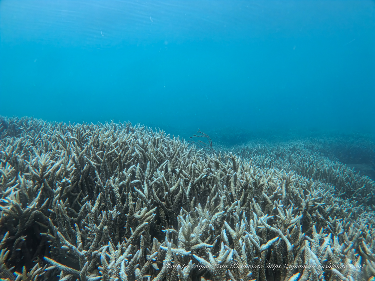 Acropora muricata