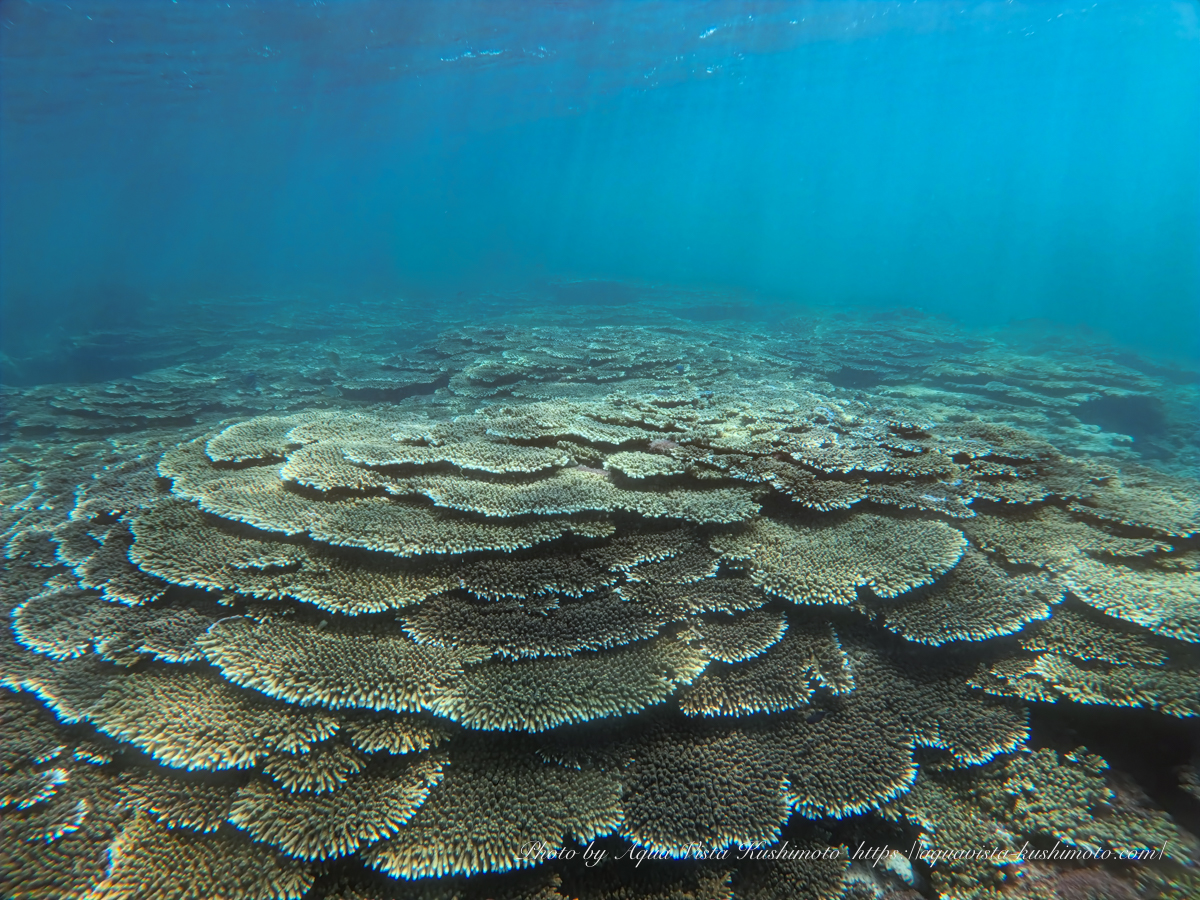 Table corals seen while beach diving in Kushimoto
