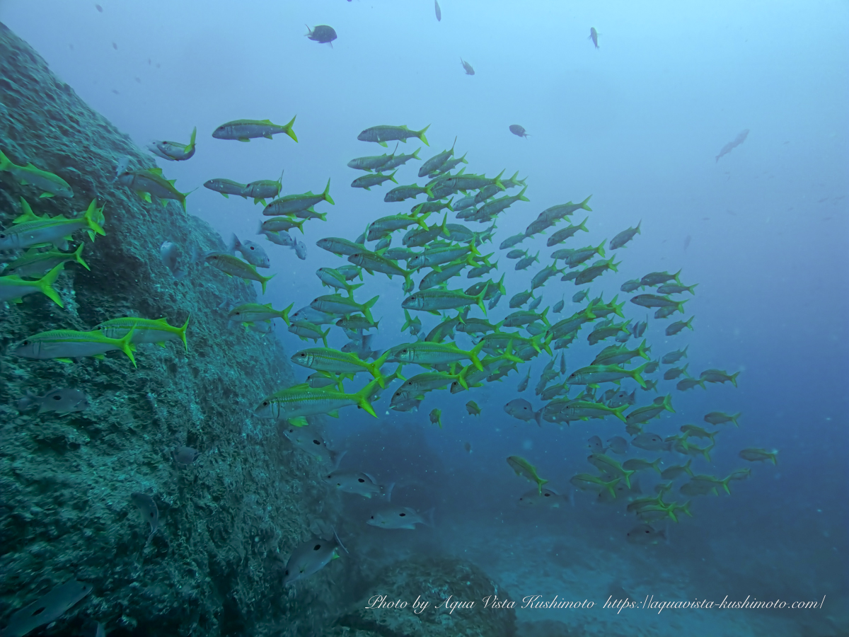 School of Yellow goatfish at a dive site in Kushimoto