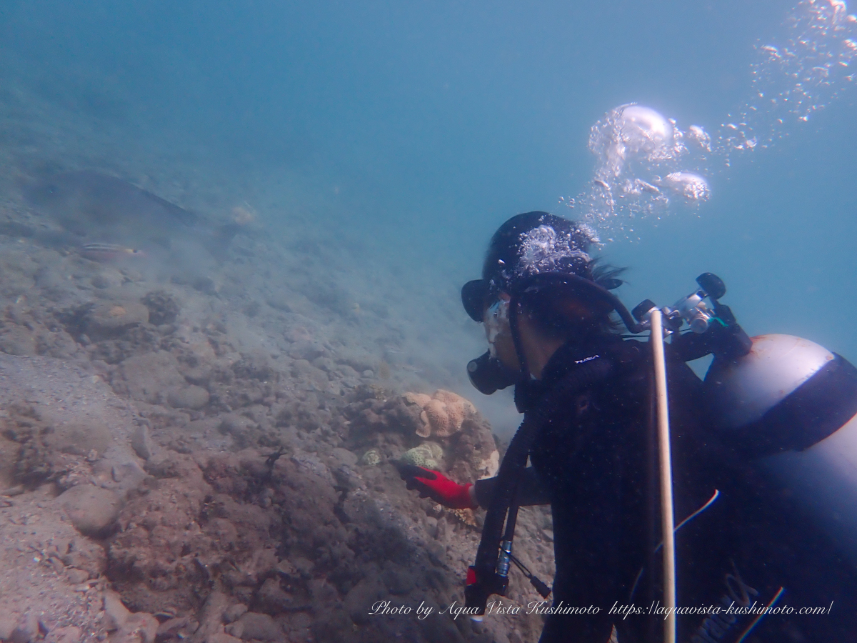 Discover Scuba Diving at the beach in Kushimoto