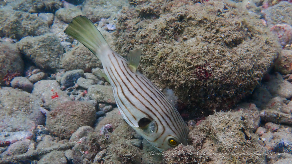 スジモヨウフグ spotted during Discover Scuba Diving in Kushimoto