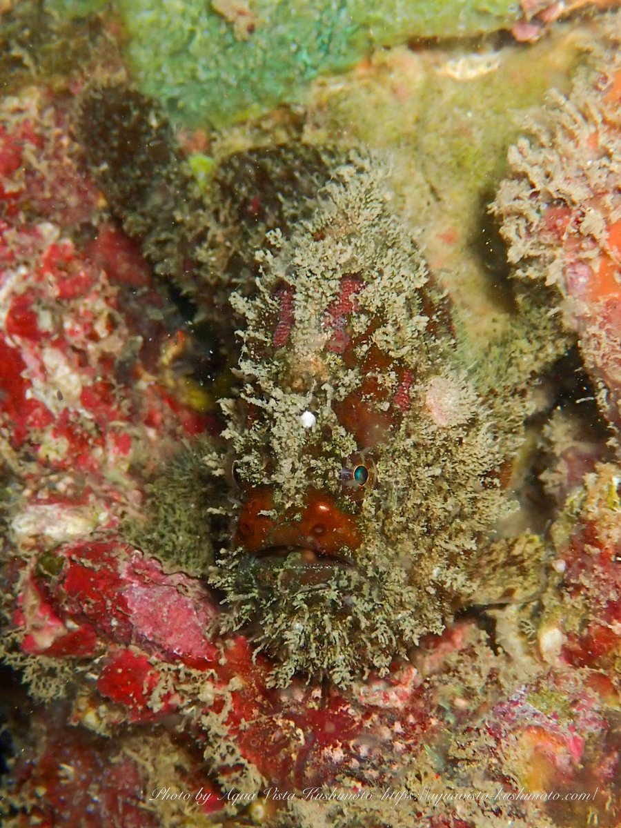 串本のナイトダイビングで観察したカエルアンコウ