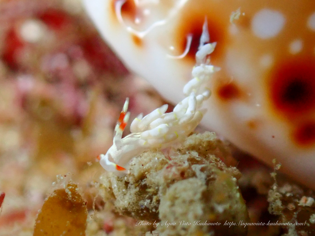Practicing macro photography with nudibranchs in Kushimoto