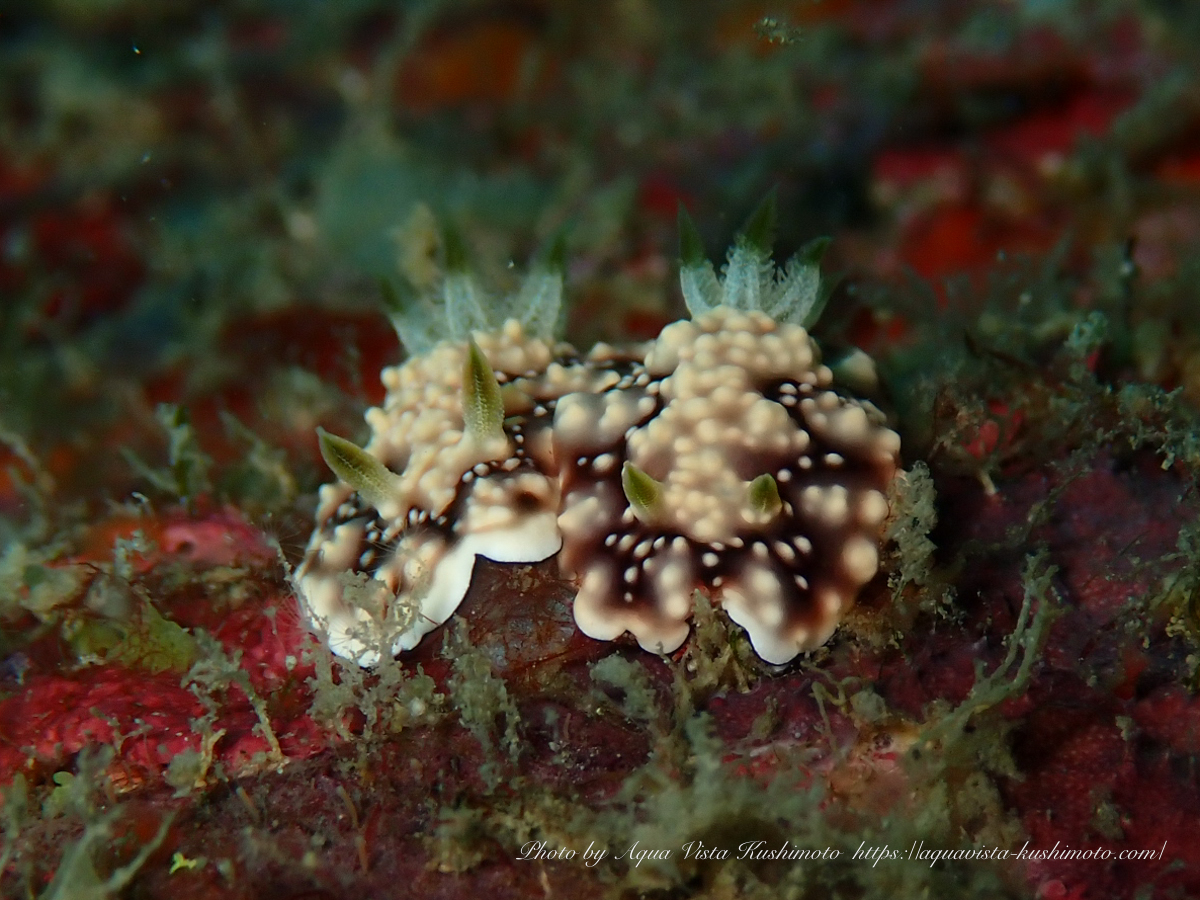 Goniobranchus geometricus observed while fun diving in Kushimoto