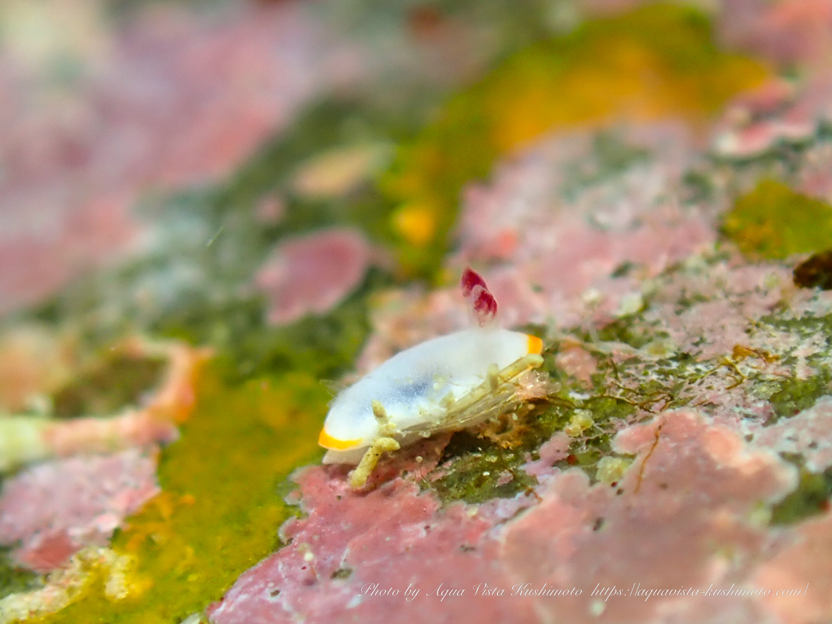 Verconia subnivalis observed while fun diving in Kushimoto