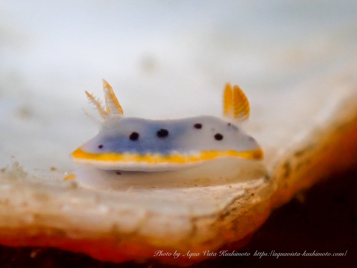 Chromodoris orientalis observed during a boat dive in Kushimoto