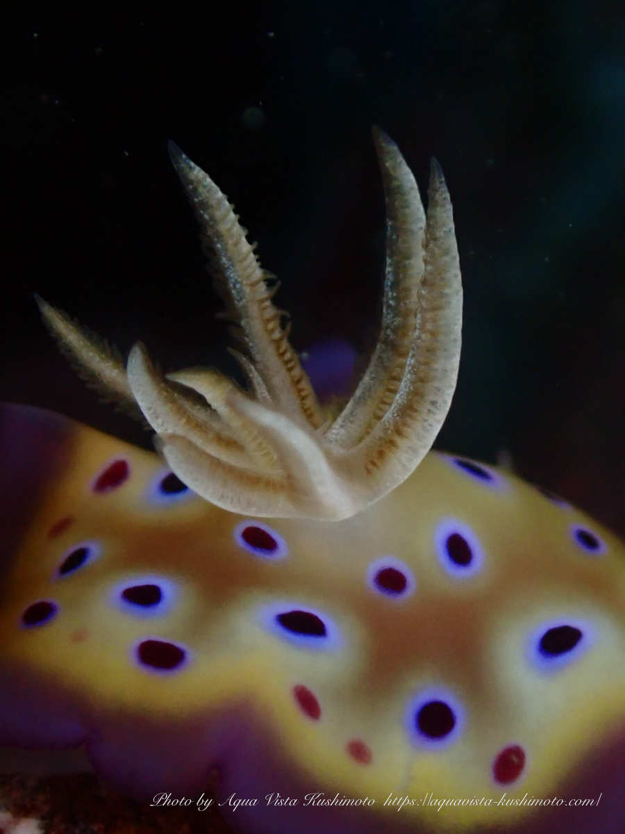 Goniobranchus kuniei observed while diving in Kushimoto