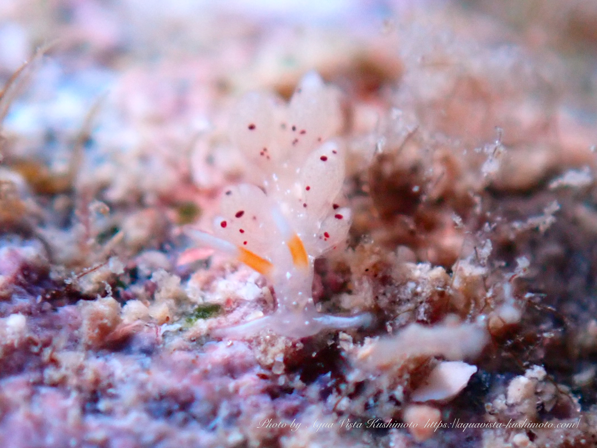A tiny nudibranch observed during a boat dive in Kushimoto