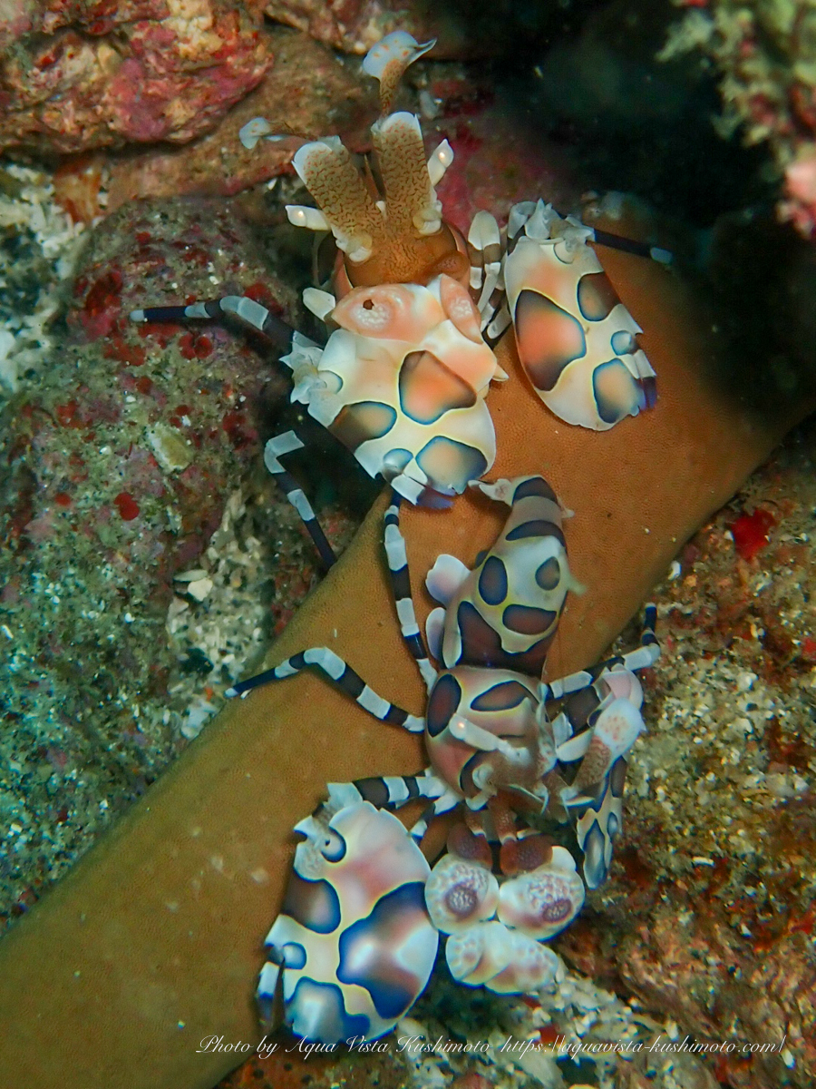 Pair of Harlequin shrimp observed in Kushimoto