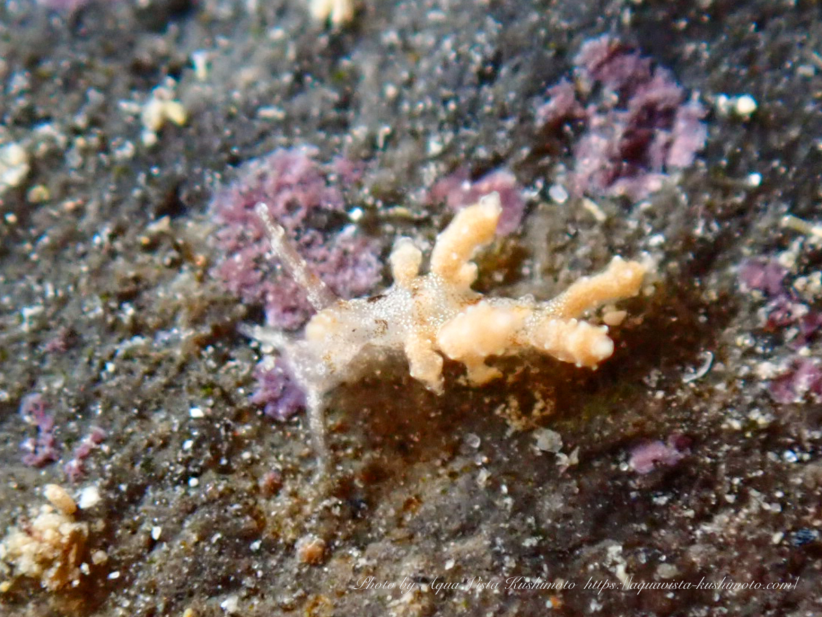 Juvenile Eubranchus sp.28 observed in Kushimoto