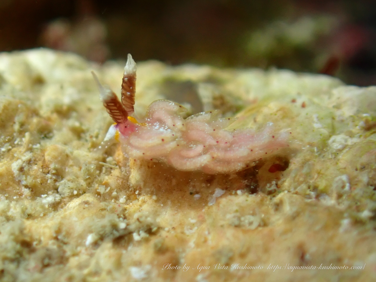 Favorinus mirabilis observed while diving in Kushimoto
