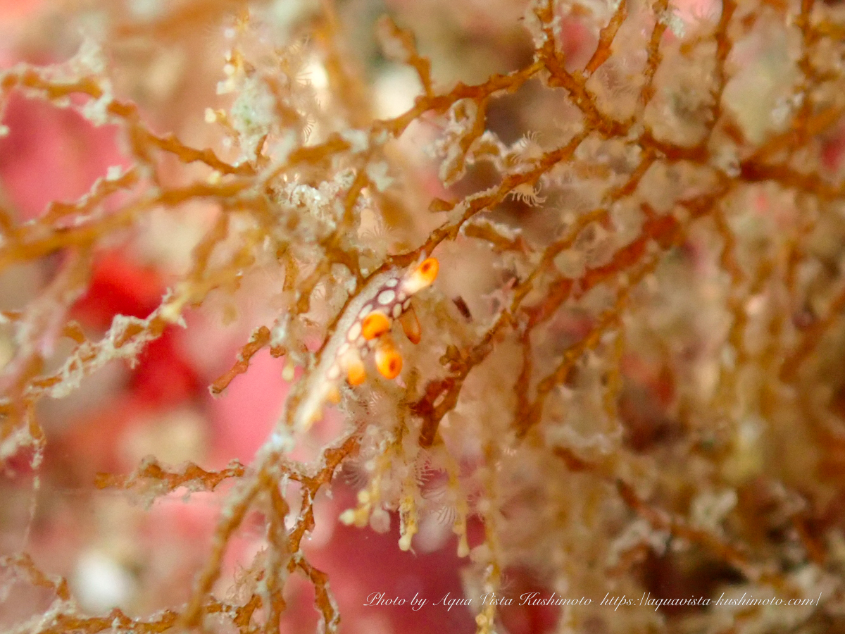 Juvenile Bornella anguilla observed in Kushimoto