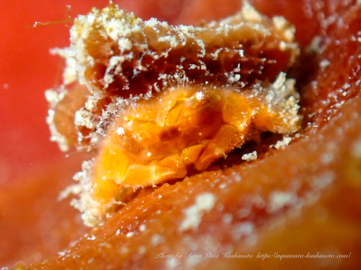 sea sponge crab found during a beach dive in Kushimoto
