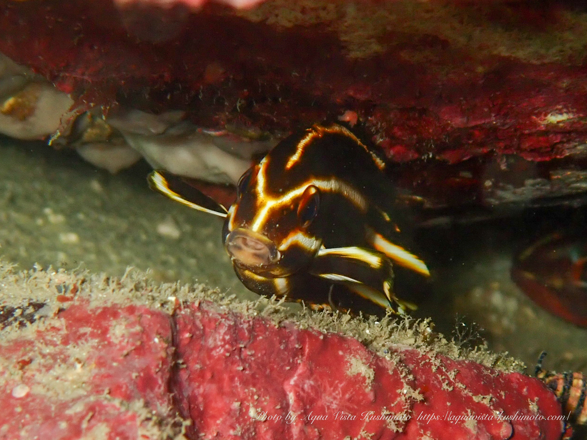 Lesson's thicklip observed at a beach dive site in Kushimoto