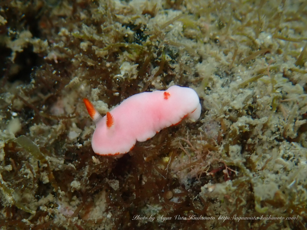 Nudibranch observed during beach diving in Kushimoto