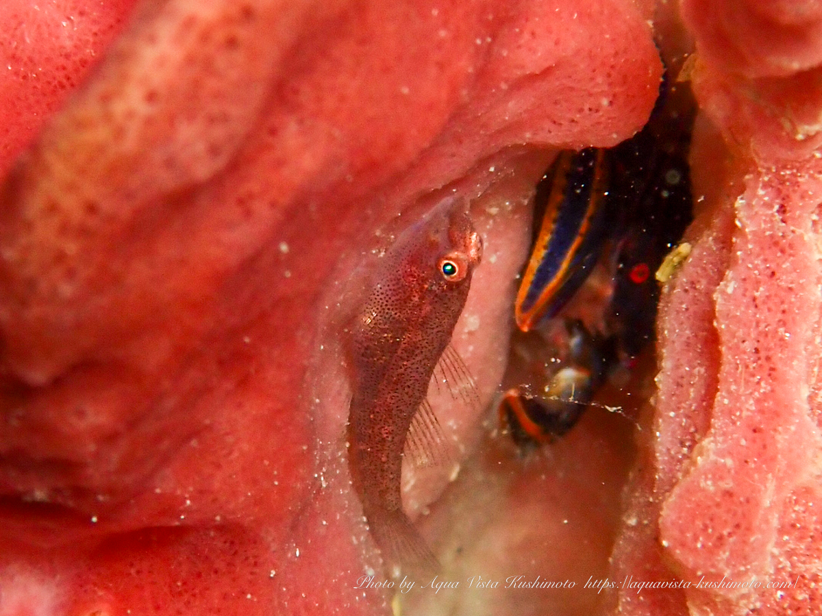 Barrel sponge ghostgoby observed at Ando-no-Hana in Kushimoto