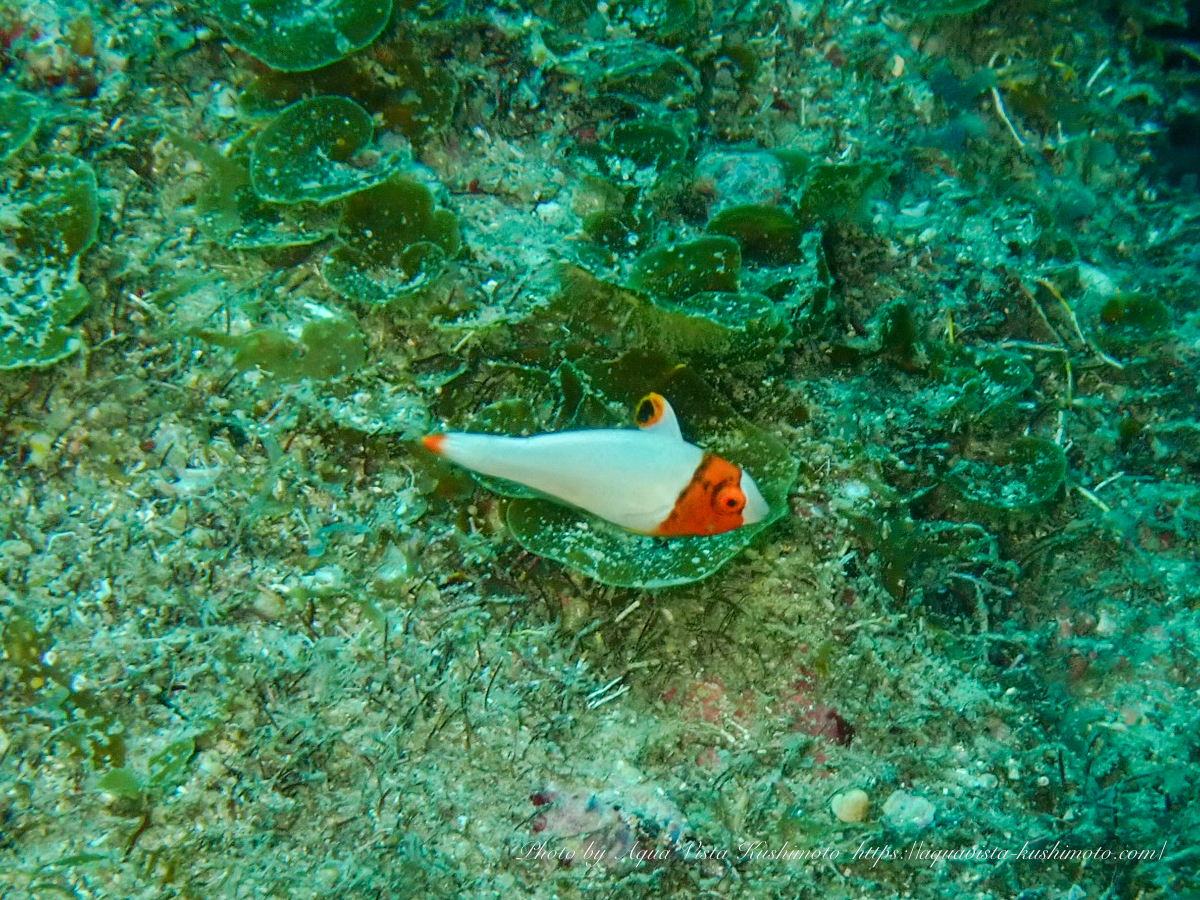 young bicolour parrotfish found at Ando-no-Hana in Kushimoto