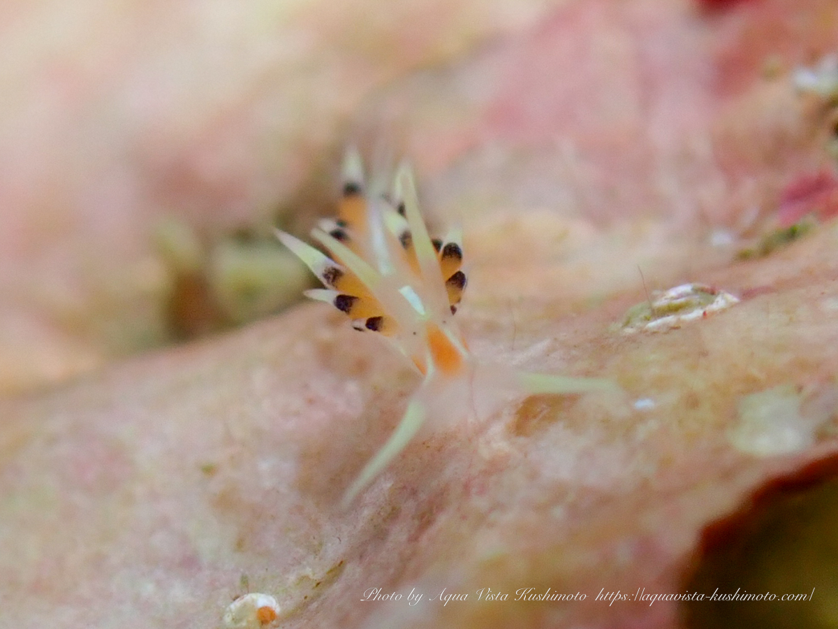 Caloria indica moving around at a dive site in Kushimoto