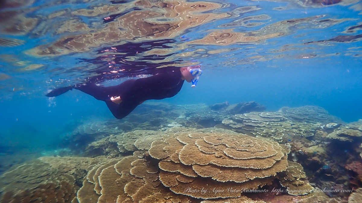 Guests snorkeling over a coral reef in Kushimoto