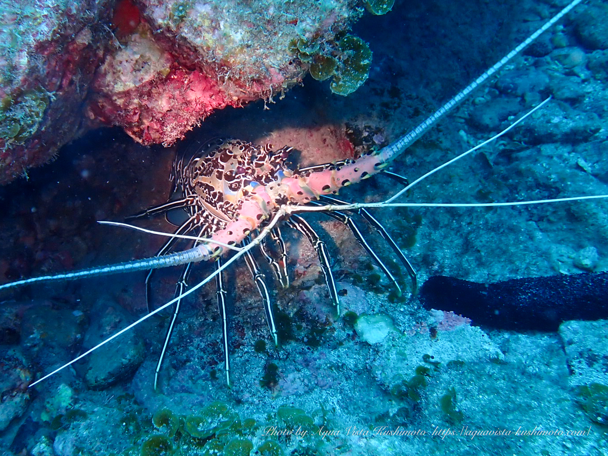 Spiny lobster found at Ando-no-Hana in Kushimoto