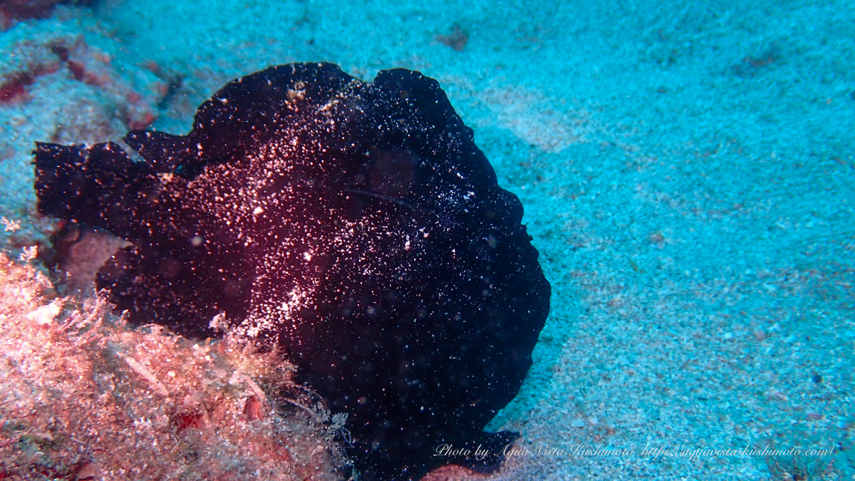Giant frogfish at Ando-no-Hana in Kushimoto
