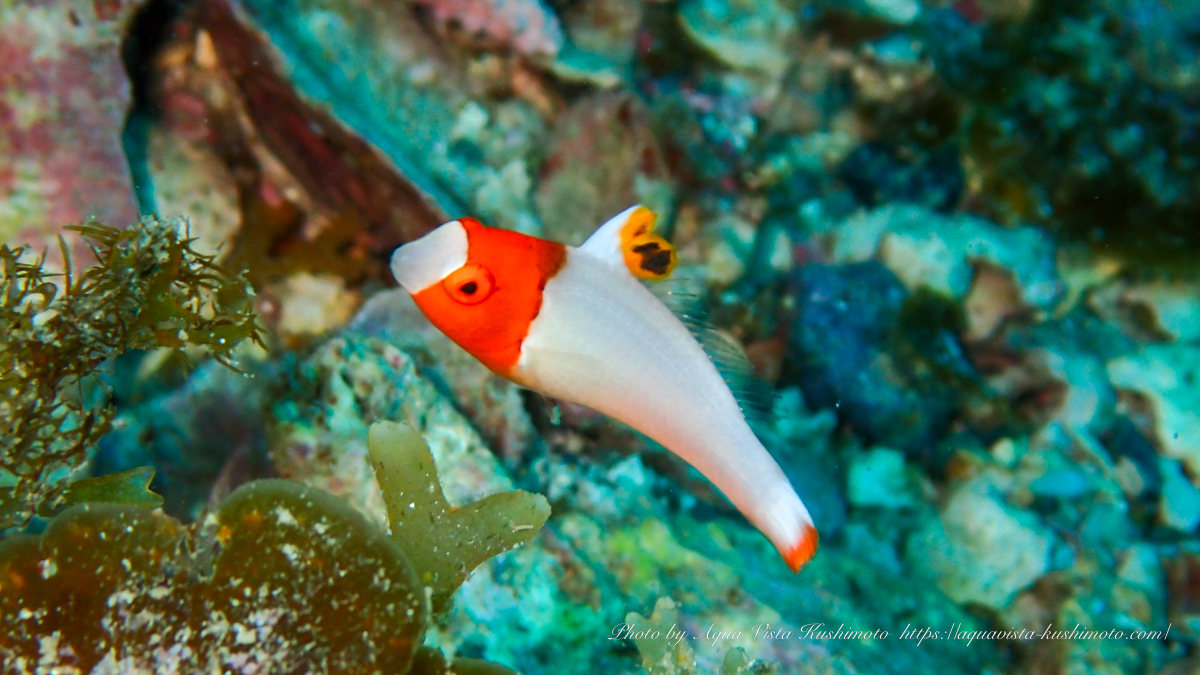 イロブダイyg observed while diving in Kushimoto