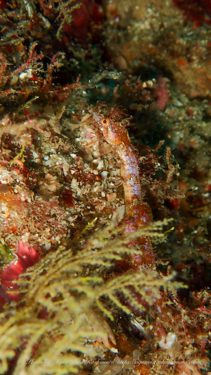 タツノイトコ observed while diving in Kushimoto