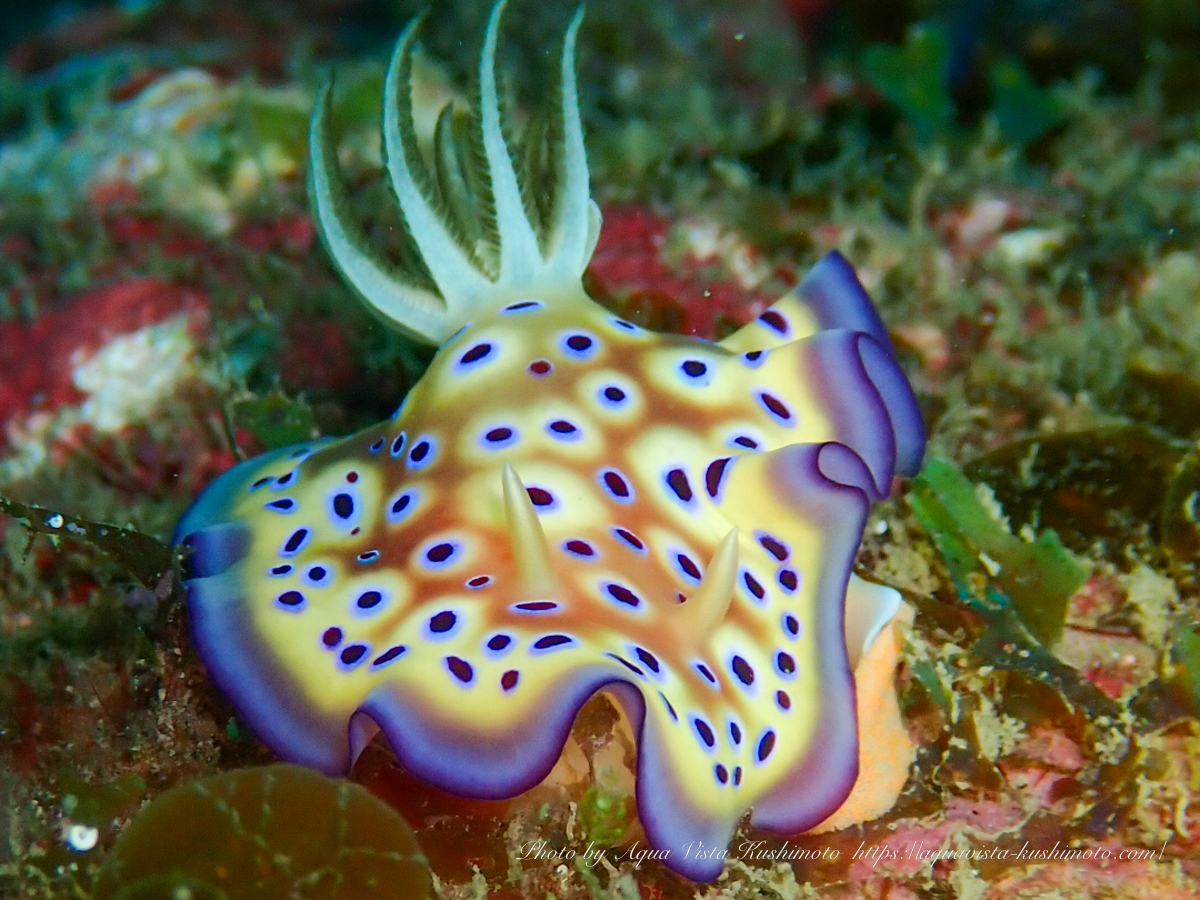 産卵中のオトヒメウミウシ