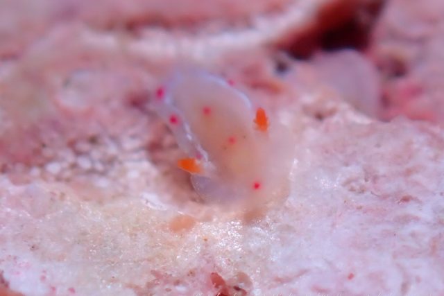 串本で観察されたミカドウミウシyg