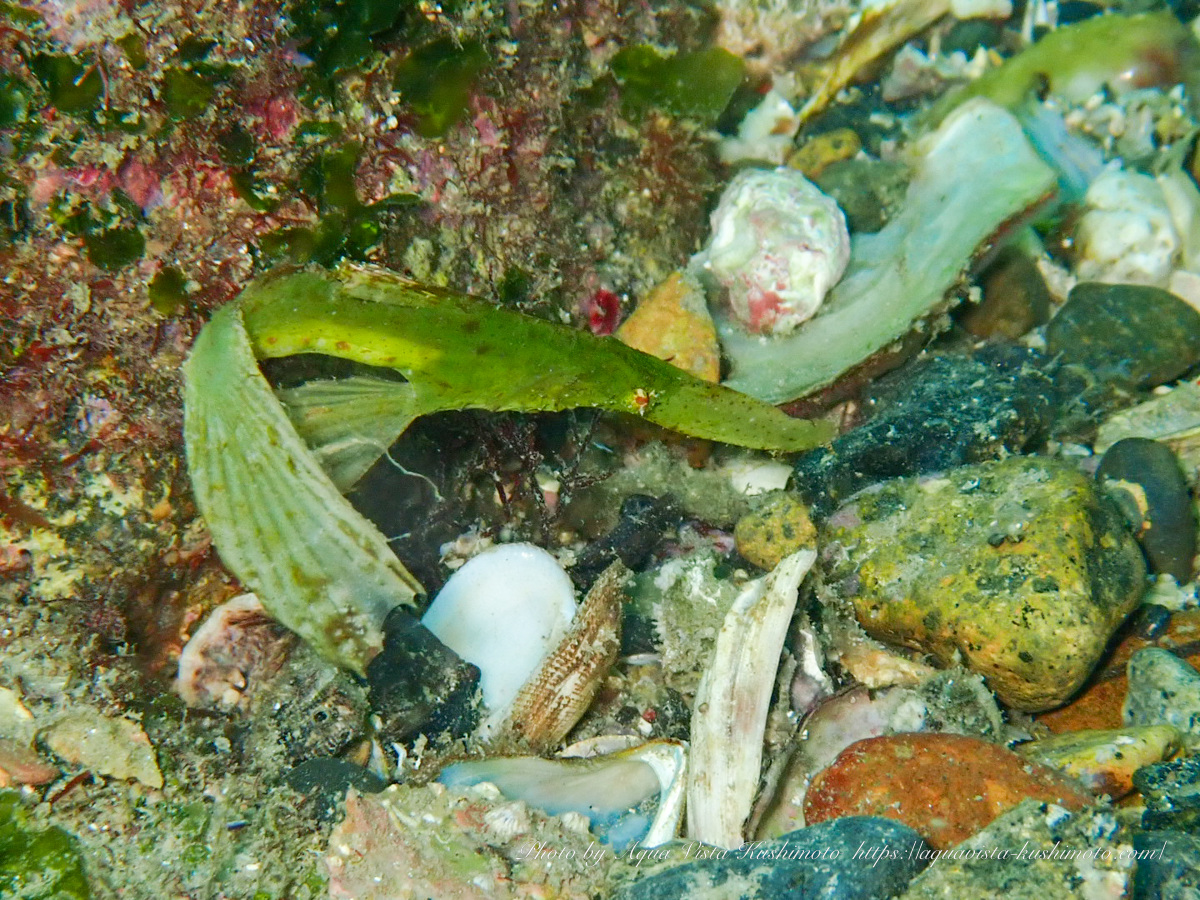 内浦ビーチで観察されたカミソリウオ