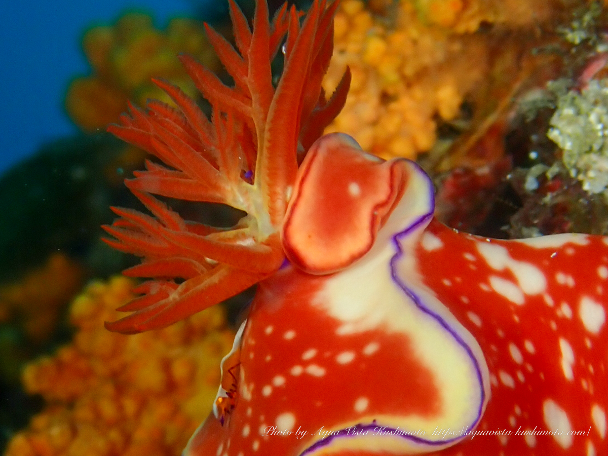 串本で観察されたウミウシカクレエビとニシキウミウシ