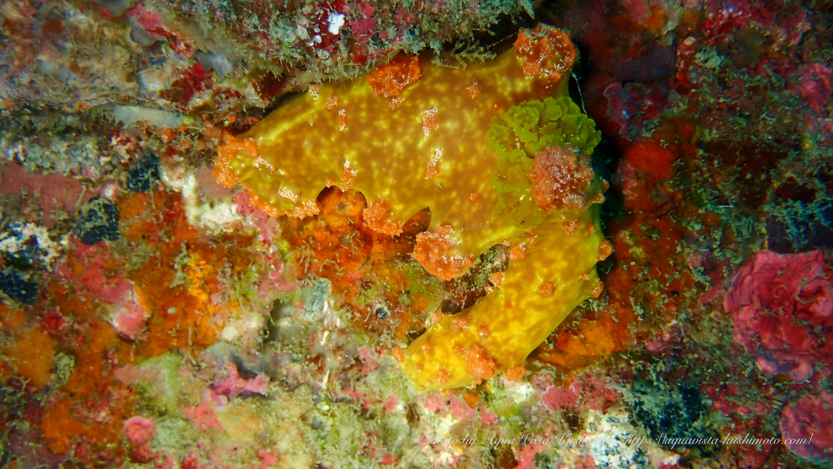 串本で観察されたモロックニシキウミウシ