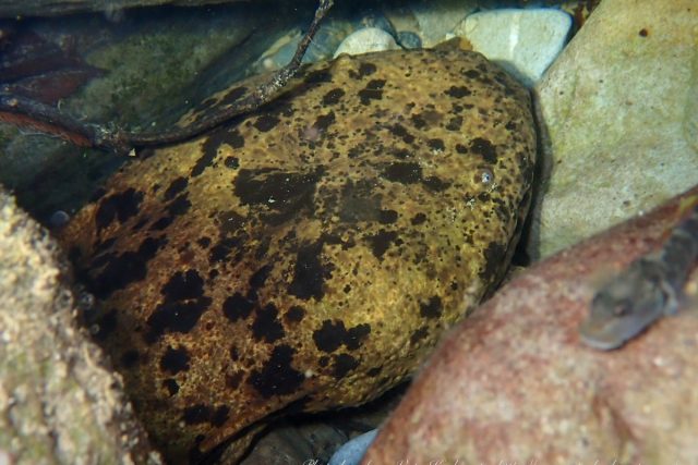 古座川で観察されたオオサンショウウオ