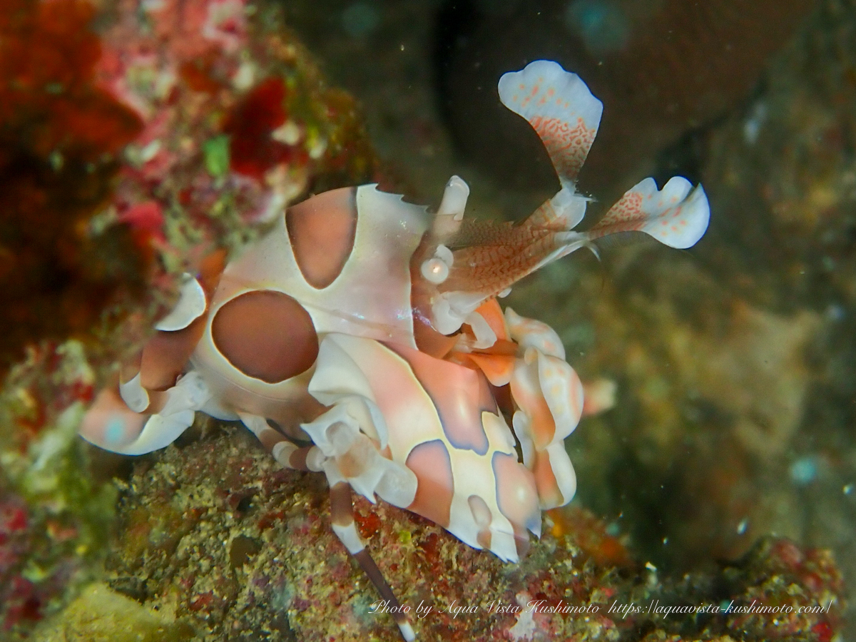 Harlewuin shrimp photographed during macro diving in Kushimoto