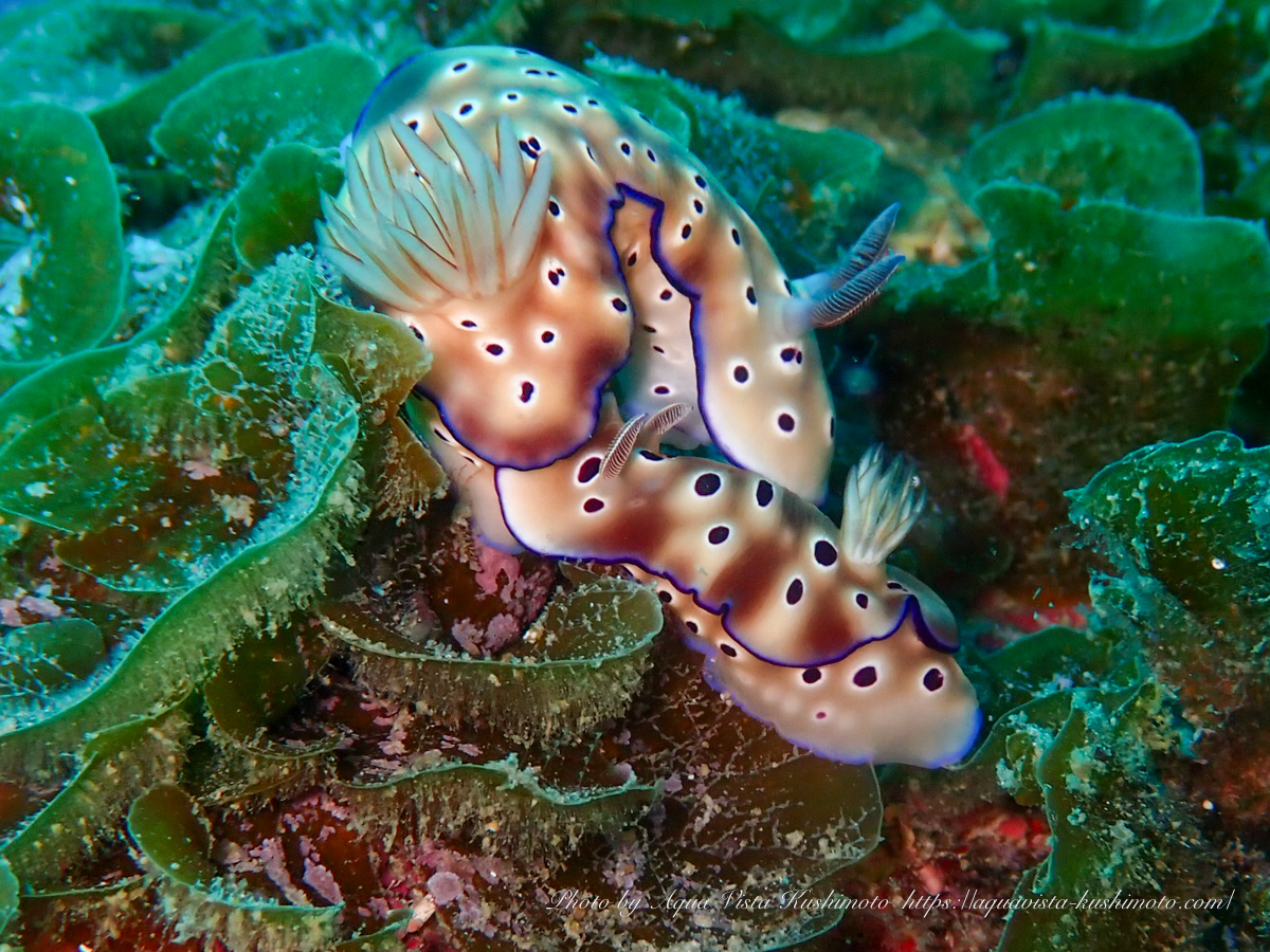 Trailing behavior of Hypselodoris tryoni observed in Kushimoto