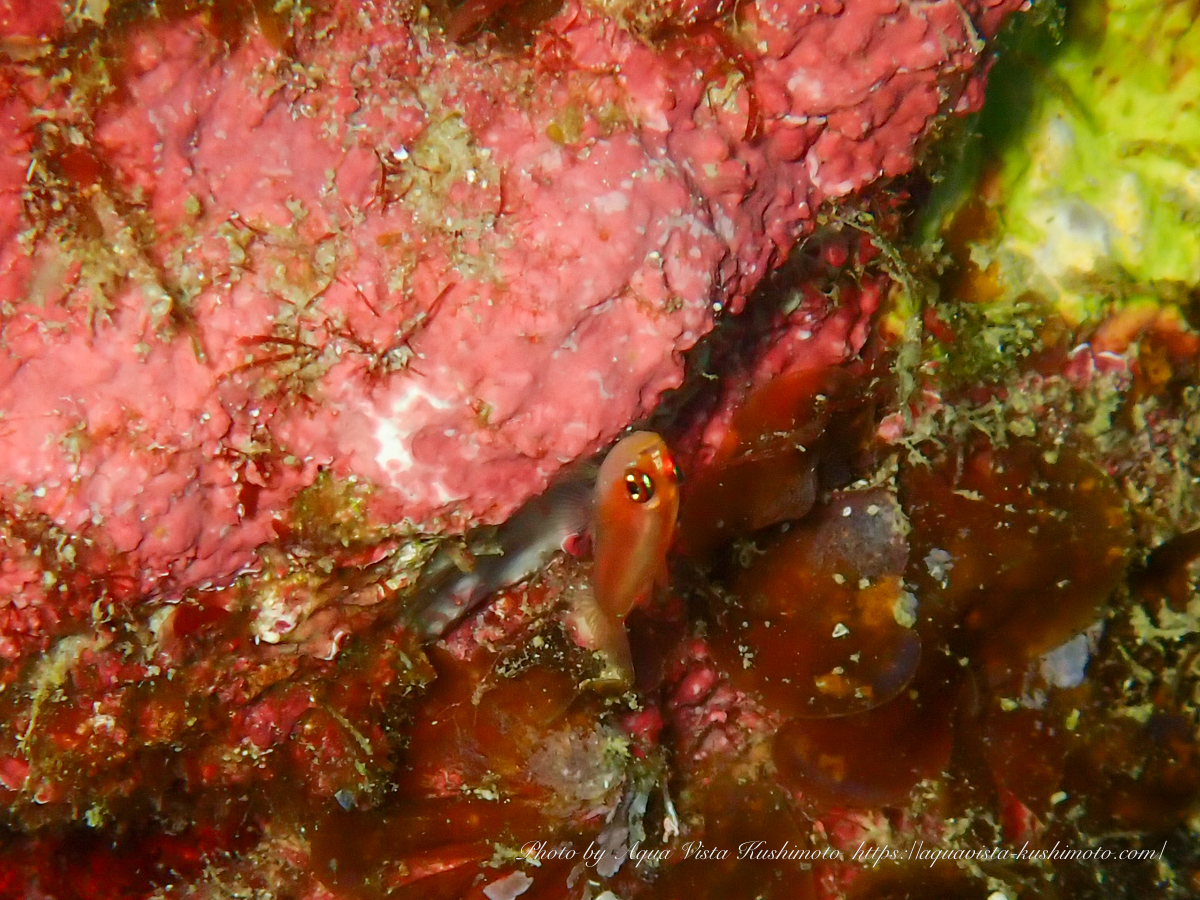 Newly discovered Sharp-eye pygmy goby in Kushimoto