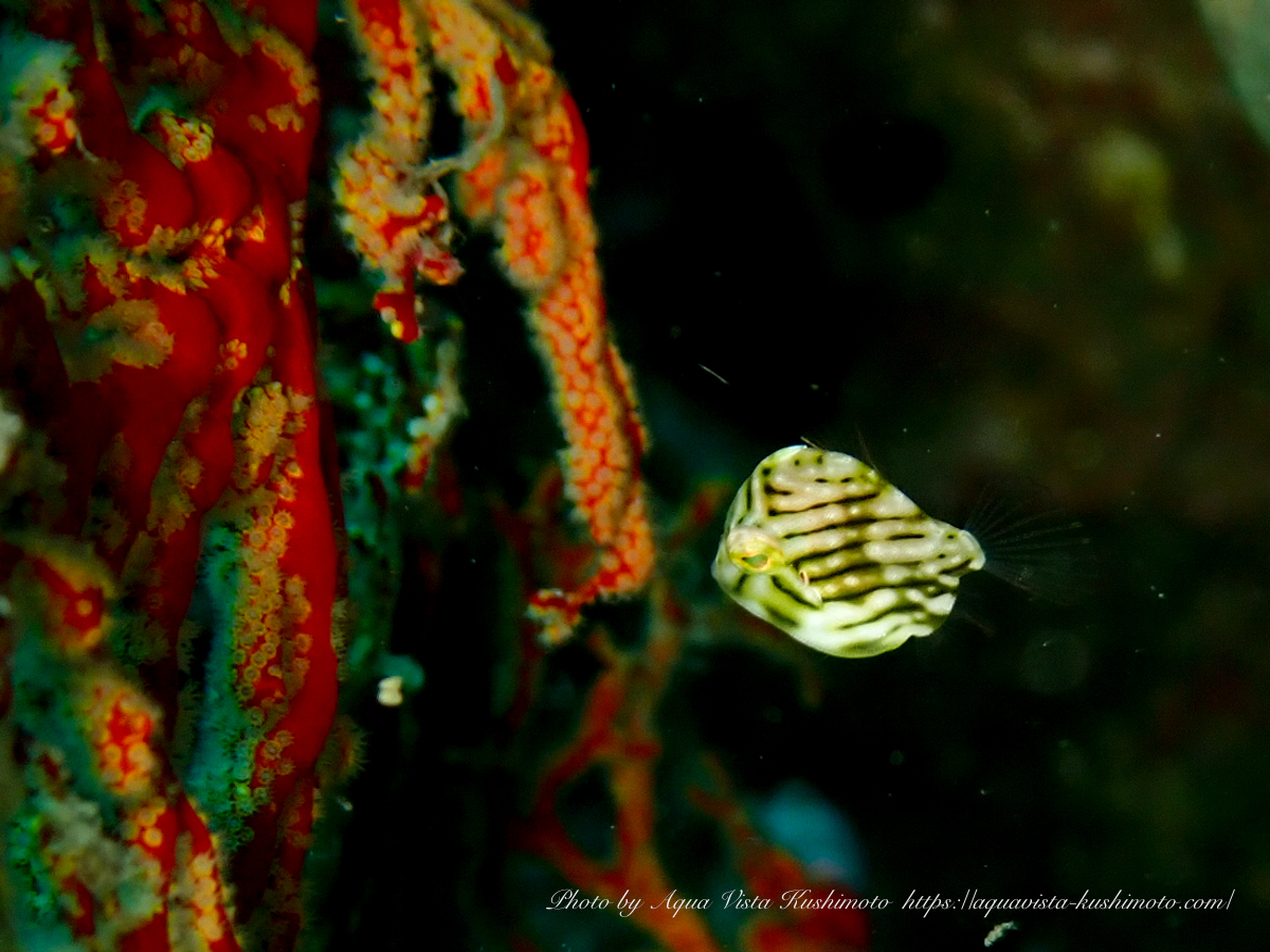 juvenile Japanese inflator filefish swimming beside Wrightella tongaensis in Kushimoto