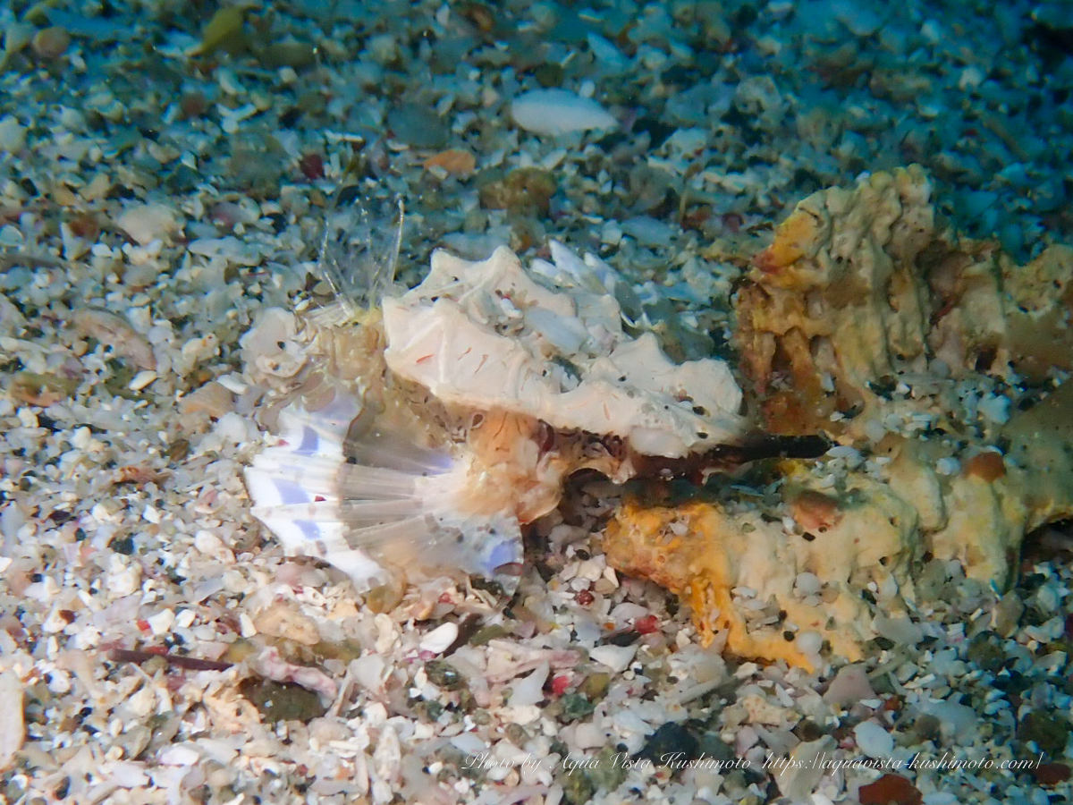 串本のボートダイビングで観察したウミテング