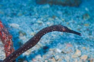 串本で観察されたワカヨウジ