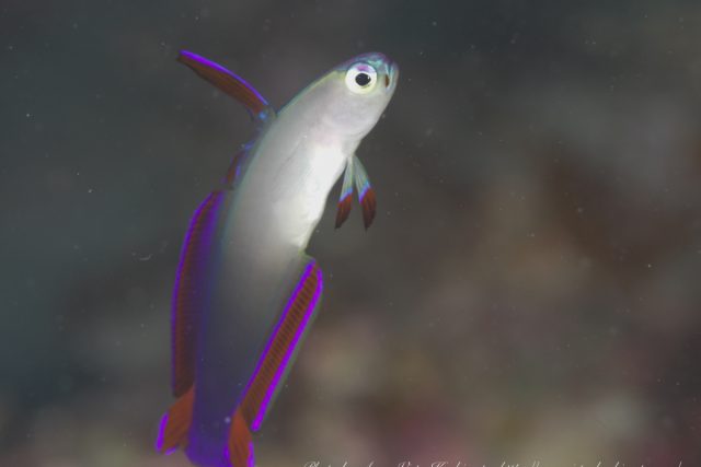 串本で観察されたアケボノハゼ