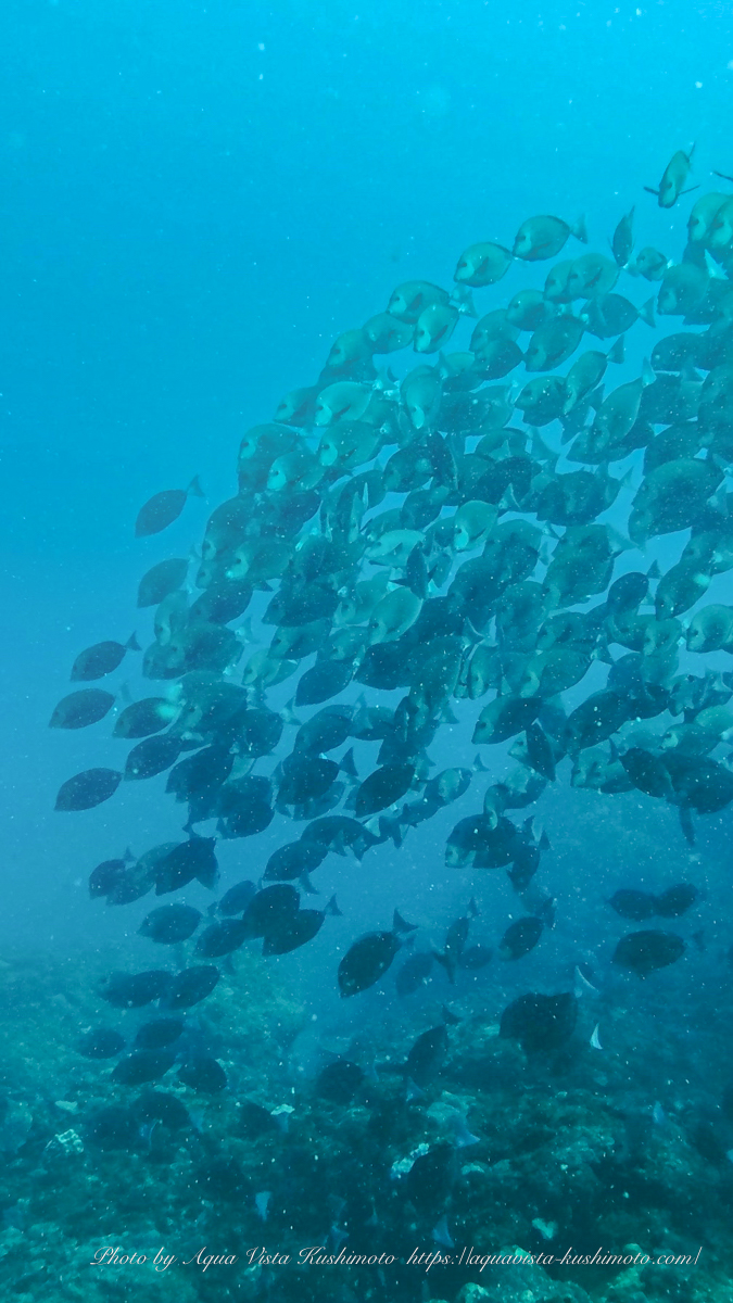 School of Scalpal sawtail during fun diving in Kushimoto, Japan
