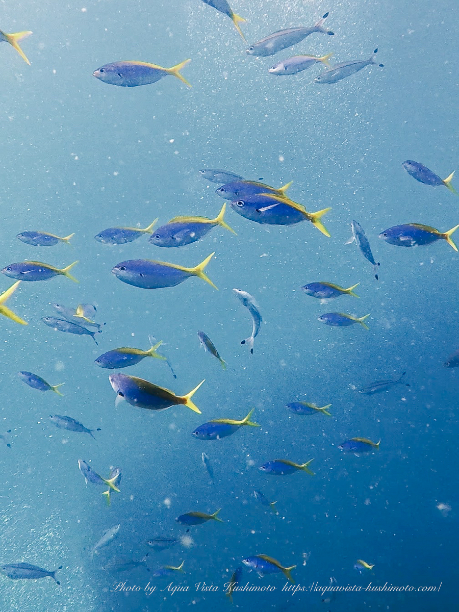 School of Yellowtail bule snapper during a safety stop in Kushimoto